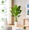 Lifelike Bird of Paradise Silk Artificial Plant Faux Banana Leaf Tree for Home Decor - Perfect Indoor Floor Plant with 9 Trunks (1, White Tall Planter, 5 FT)